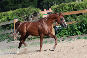 Beautiful chestnut horse running in paddock on the sand background