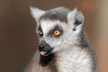 Katta mit rausgestreckter Zunge