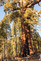 Autumnal natural landscape from Yosemite National Park, California, United States