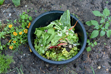 Food waste composting to bio fertilizer, Kitchen waste management at home to reduce garbage problems.