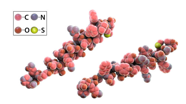 Molecule of the human hormone glucagon