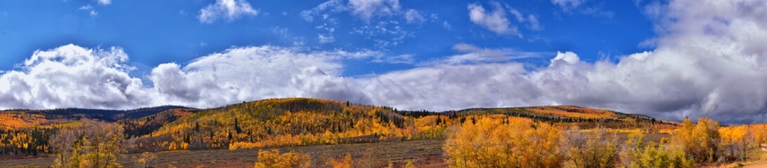 Daniels Summit autumn quaking aspen leaves by Strawberry Reservoir in the Uinta National Forest Basin, Utah, along Highway 40 between Heber and Duchesne, USA.