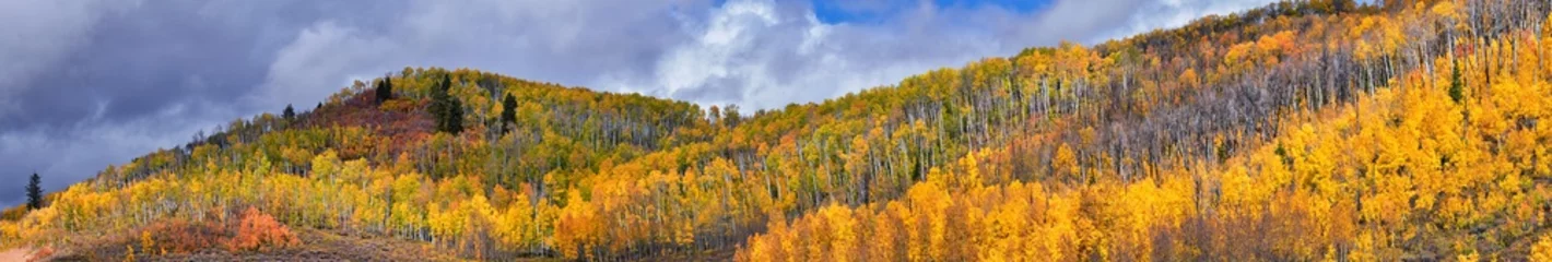 Schilderijen op glas Daniels Summit autumn quaking aspen leaves by Strawberry Reservoir in the Uinta National Forest Basin, Utah, along Highway 40 between Heber and Duchesne, USA. © Jeremy