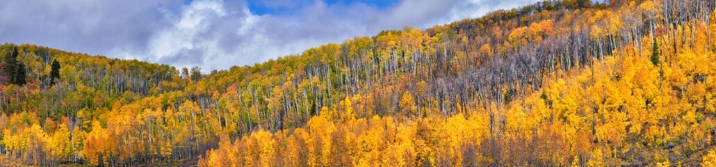 Daniels Summit autumn quaking aspen leaves by Strawberry Reservoir in the Uinta National Forest...