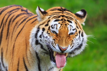 Fototapeta na wymiar male Siberian tiger (Panthera tigris tigris) the perfect grin on his face