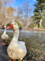 white goose