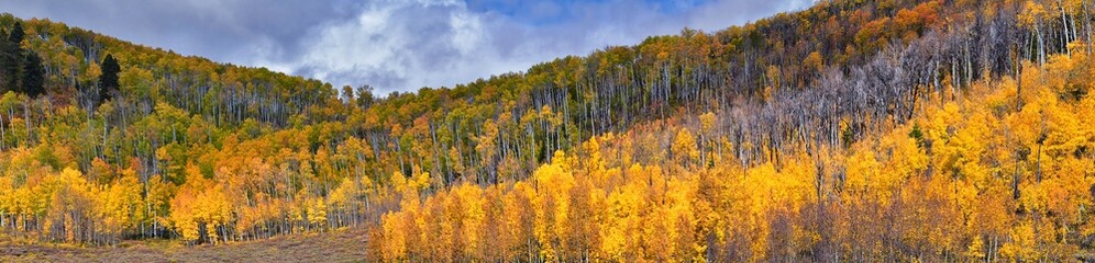 Fototapeta na wymiar Daniels Summit autumn quaking aspen leaves by Strawberry Reservoir in the Uinta National Forest Basin, Utah, along Highway 40 between Heber and Duchesne, USA.