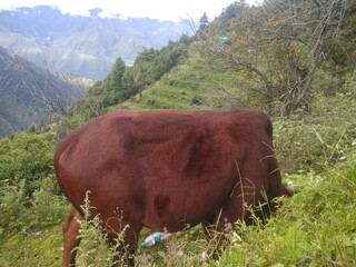 cow on the meadow