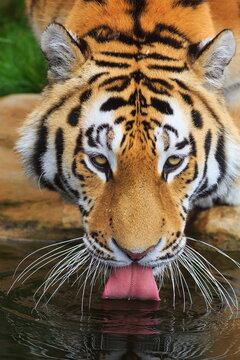 male Siberian tiger (Panthera tigris tigris) drinks from the lake detail on the head and tongue in the water