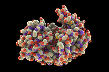 Molecule of pepsin stomach enzyme