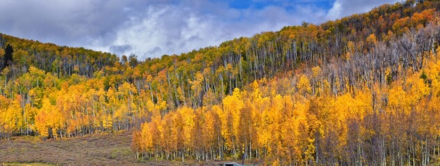 Daniels Summit autumn quaking aspen leaves by Strawberry Reservoir in the Uinta National Forest...