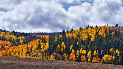 Daniels Summit autumn quaking aspen leaves by Strawberry Reservoir in the Uinta National Forest Basin, Utah, along Highway 40 between Heber and Duchesne, USA.