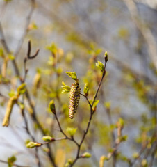 Close up of catkins in a silver birch tree