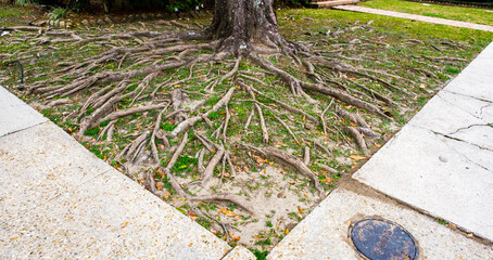 Extensive tree root system on the surface of a front lawn in residential neighborhood of New...