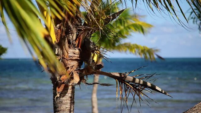 Tropical Beach With Sunshine and Palm Trees