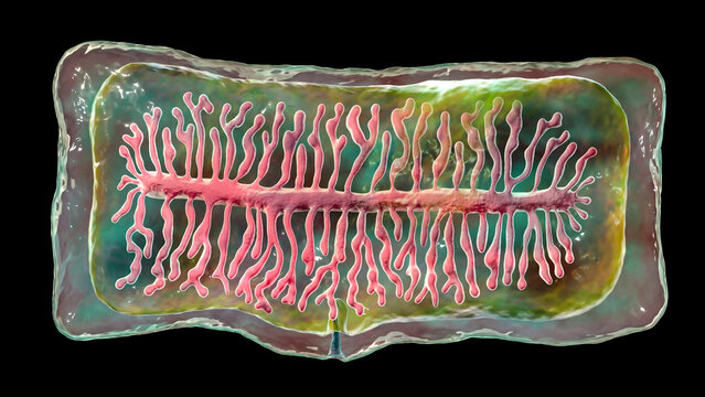Proglottid of tapeworm Taenia saginata