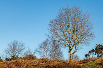 Bare Trees and Bracken at Chailey Common, on a sunny February Morning