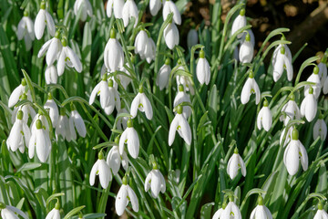 Eclosion des fleurs de perce-neige en hiver en France