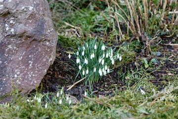 Fleurs et feuillage de perce-neige.