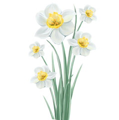 Fototapeta na wymiar bouquet of daffodils flowers in glass vase illustration, isolated vector on white background