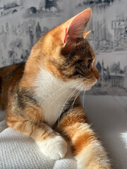 Portrait of a red cat lying on a sofa, against the background of a wall with images of cities