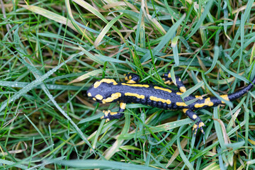Bel amphibien, la salamandre tachetée - France