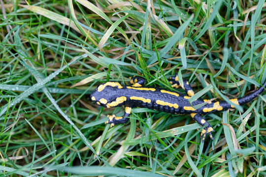 Bel amphibien, la salamandre tachet&eacute;e - France