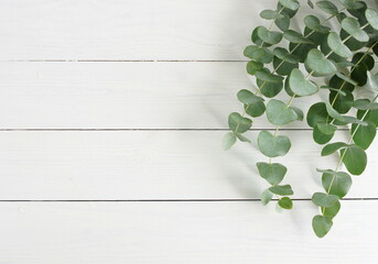 Eucalyptus branches frame top view on a white wooden background with  copy space. floral card template