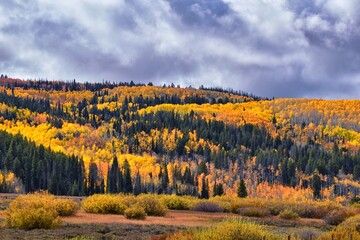 Daniels Summit autumn quaking aspen leaves by Strawberry Reservoir in the Uinta National Forest...