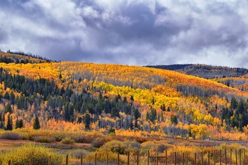 Daniels Summit autumn quaking aspen leaves by Strawberry Reservoir in the Uinta National Forest Basin, Utah, along Highway 40 between Heber and Duchesne, USA.