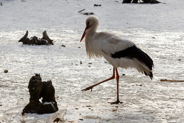 White stork is standing on the ice in winter