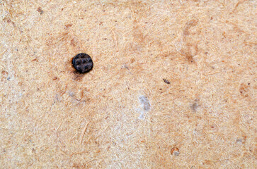 A piece of plywood with a nail