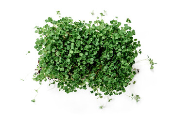 Obraz premium Fresh micro green arugula isolated on white background. High quality photo