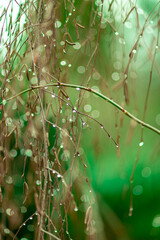 zielone tło z gałązkami wierzby i kroplami deszczu © Henryk Niestrój