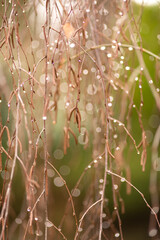 zielone tło z gałązkami wierzby i kroplami deszczu © Henryk Niestrój