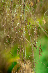 zielone gałązki drzewa z kroplami deszczu