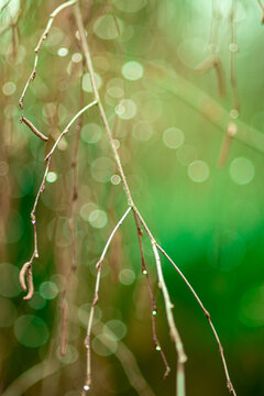 zielone tło z gałązkami wierzby i kroplami deszczu