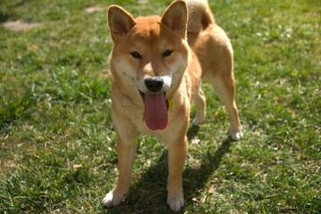 Shiba Inu dog