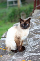 A beautiful portrait of a siamese domestic cat sitting on gray wall in the field with a mysterious look and big blue eyes. Siamese cat looking warily. beautiful blue eyes