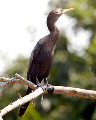 Closeup portrait of Anhinga Snakebird (Anhinga anhinga) sitting on log basking  in sun in the...