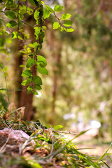 leaves in the forest