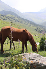 horse in the mountains
