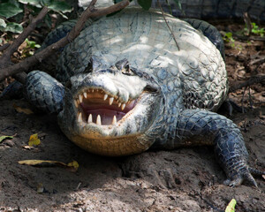 Closeup head on portrait of Black Caiman (Melanosuchus niger) entering water from riverbank in the...