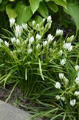Obraz premium Spring flower Star of Bethlehem .