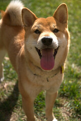 Shiba Inu dog
