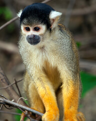 Closeup portrait of Golden Squirrel Monkey (Saimiri sciureus) sitting on branch in the Pampas del Yacuma, Bolivia.