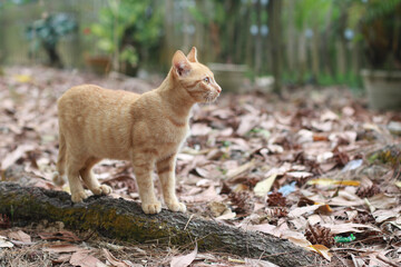 cat in the woods