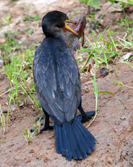 Closeup portrait of Anhinga Snakebird (Anhinga anhinga) hunting with whole fish in mouth Pampas del Yacuma, Bolivia.