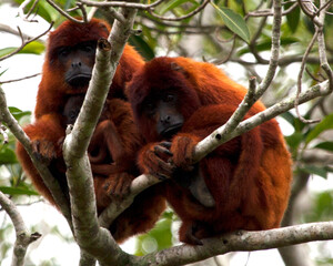 Closeup portrait of a family of Bolivian red howler monkeys (Alouatta sara) with baby, sitting in treetops in the Pampas del Yacuma, Bolivia.