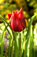 Lasting Love Tulip, tall, wine-colored tulips add dramatic flair